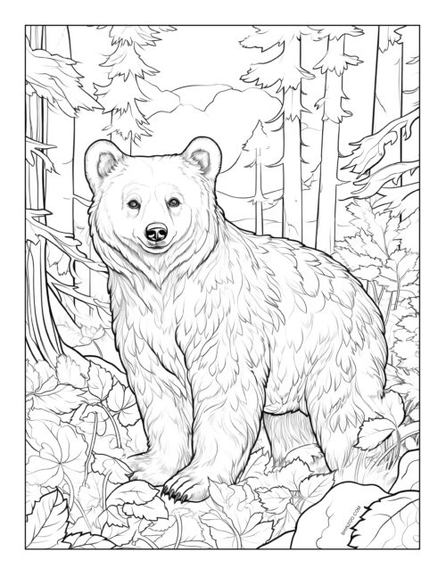 Bear Coloring Page 04