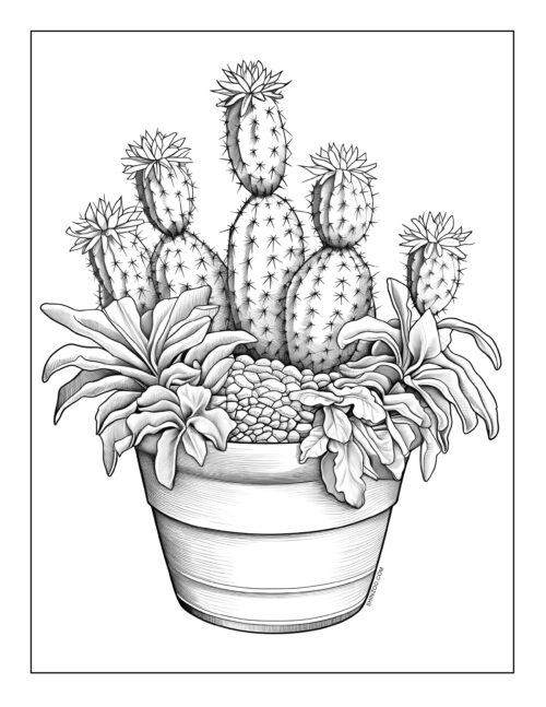 Cactus coloring sheets pages 03