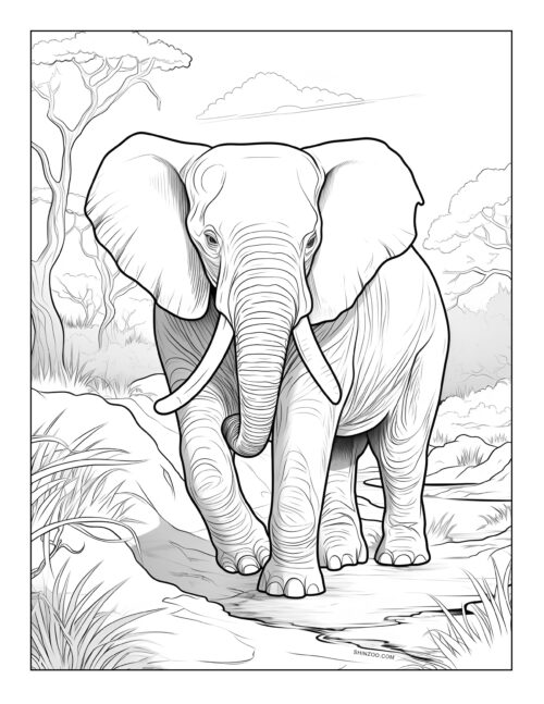 Elephant Coloring Pages 01