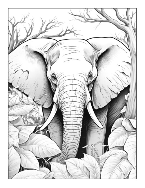 Elephant Coloring Pages 06