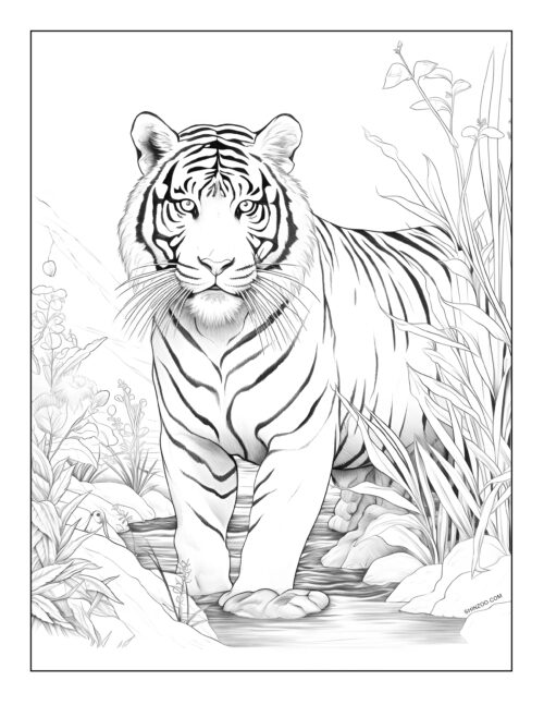 Tiger Coloring Page 02