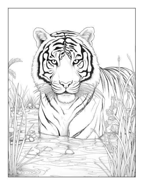 Tiger Coloring Page 04