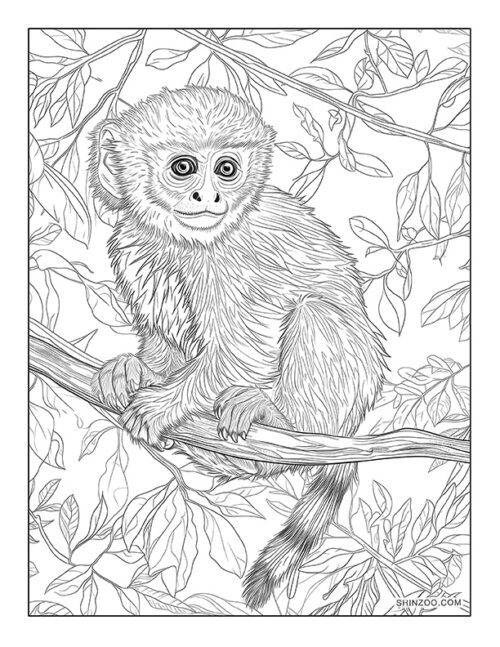 Capuchin Monkey Coloring Page 03