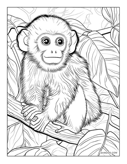 Capuchin Monkey Coloring Page 04