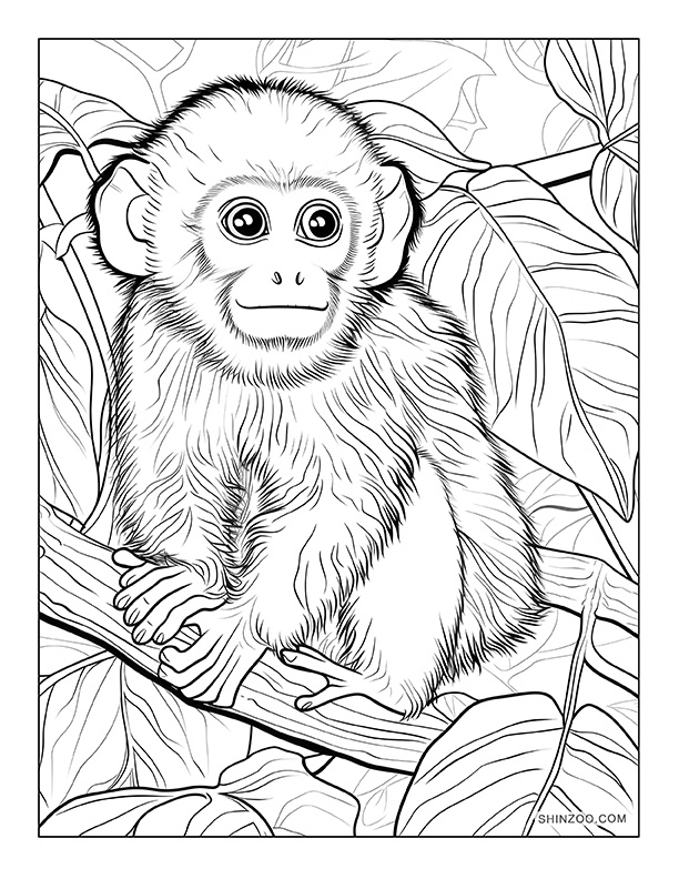 Capuchin Monkey Coloring Pages Printable – Shinzoo.com