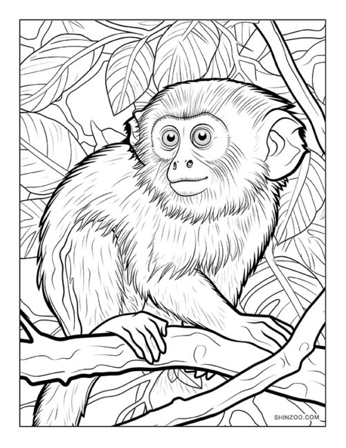 Capuchin Monkey Coloring Page 05