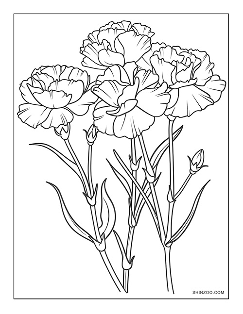 Carnation Flower Coloring Page 04