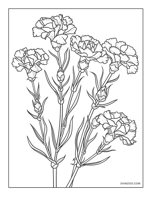 Carnation Flower Coloring Page 05