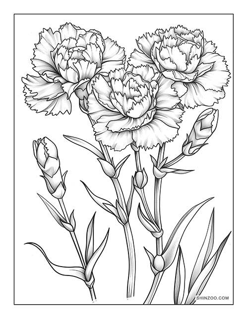 Carnation Flower Coloring Page 09
