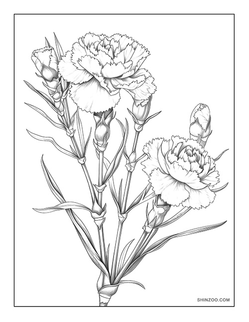 Carnation Flower Coloring Page 10