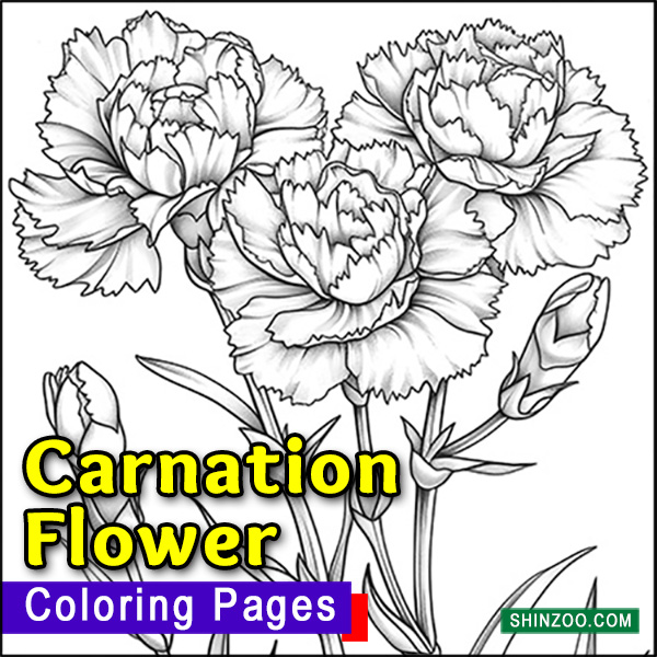 Carnation Flower Coloring Pages Printable