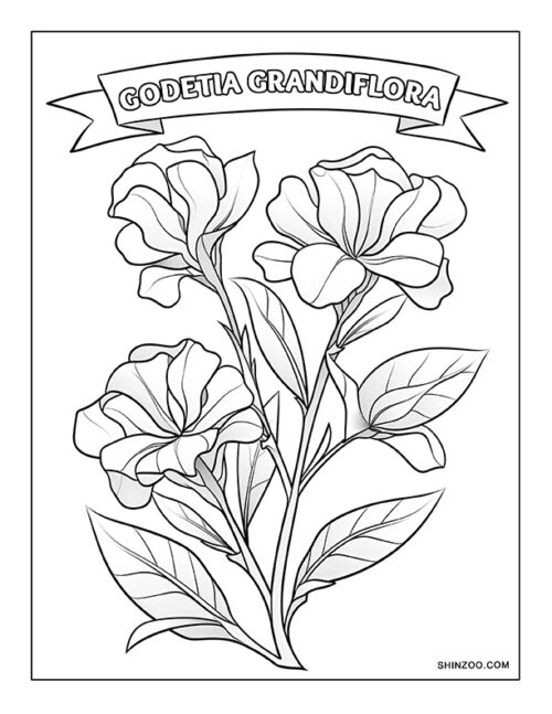 Godetia Grandiflora Coloring Page 01