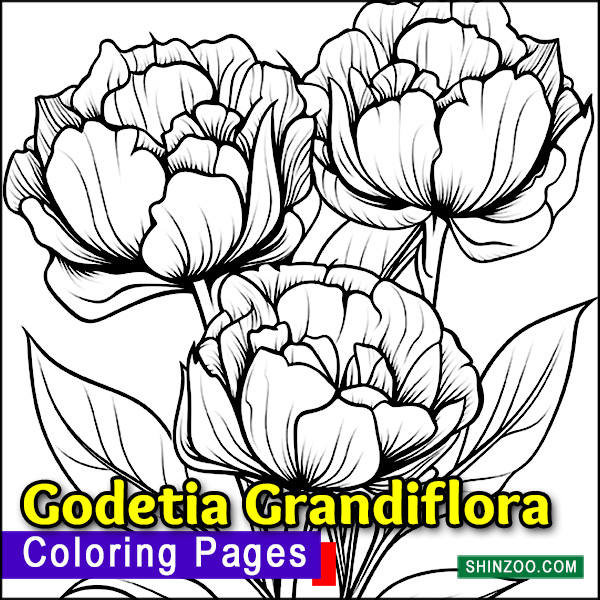 Godetia Grandiflora Coloring Pages