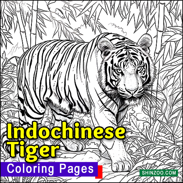 Indochinese Tiger Coloring Pages Printable