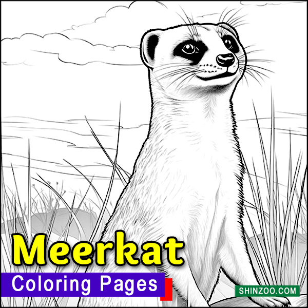 Meerkat Coloring Pages