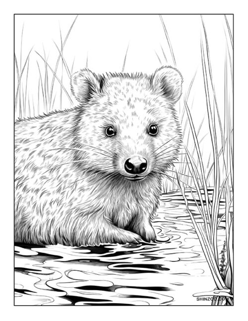 Quokka Coloring Page 05