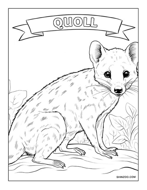 Quoll Coloring Page 01