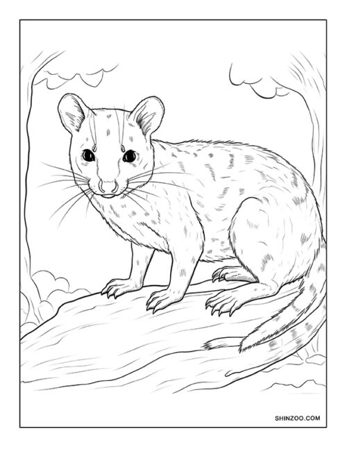 Quoll Coloring Page 04