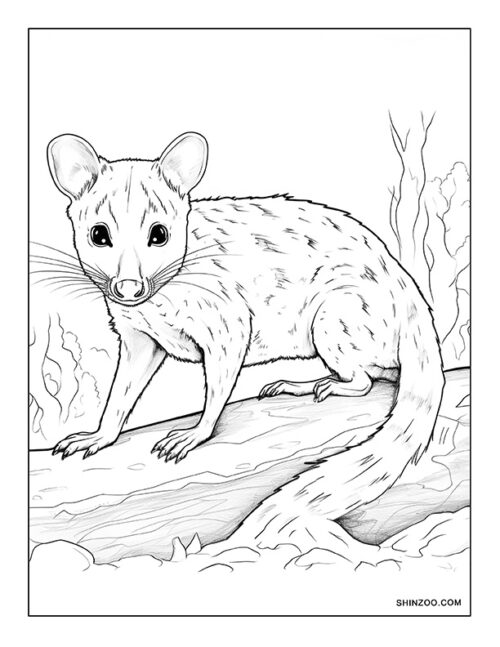 Quoll Coloring Page 05