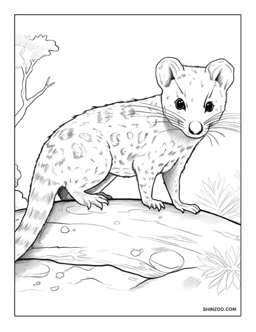 Quoll Coloring Page 06