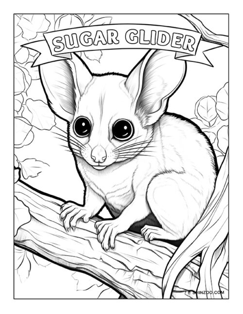Sugar Glider Coloring Page 01
