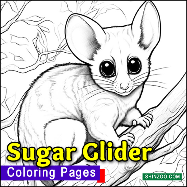 Sugar Glider Coloring Pages Printable