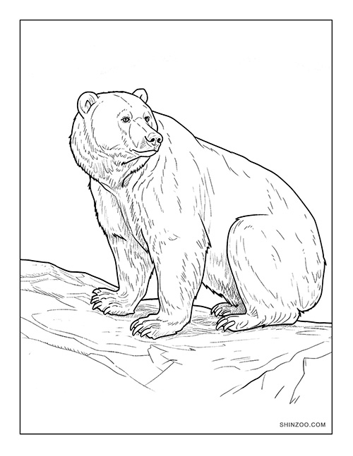 Sun Bear Coloring Page 02