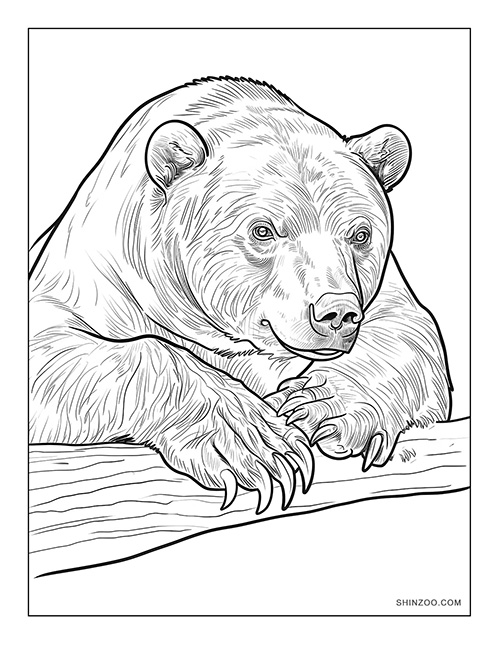 Sun Bear Coloring Page 10
