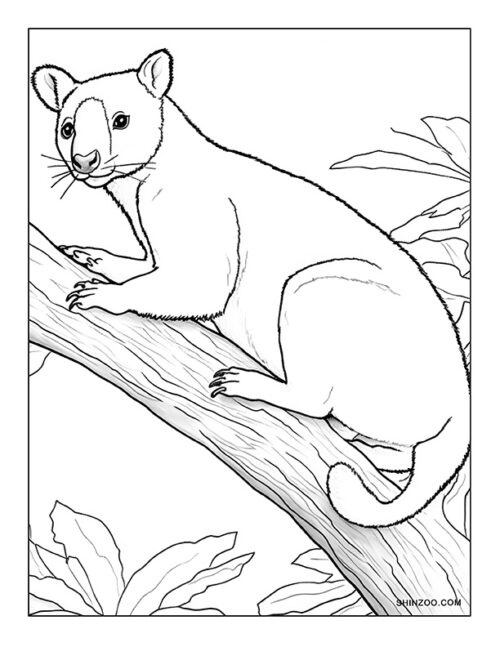 Tree Kangaroo Coloring Page 06