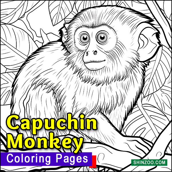 Capuchin Monkey Coloring Pages Printable