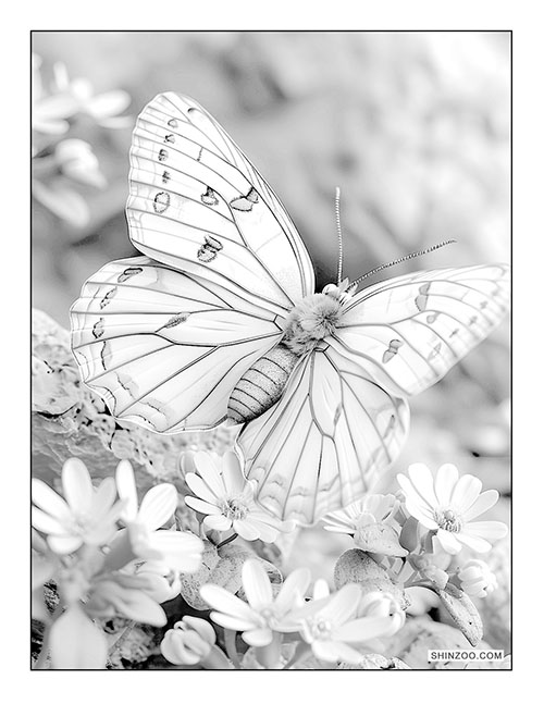 Butterflies Coloring Page 05