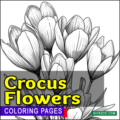 Crocus Flowers Coloring Pages Printable