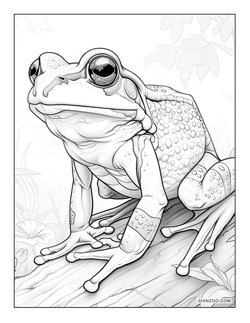 Frog Coloring Page 02