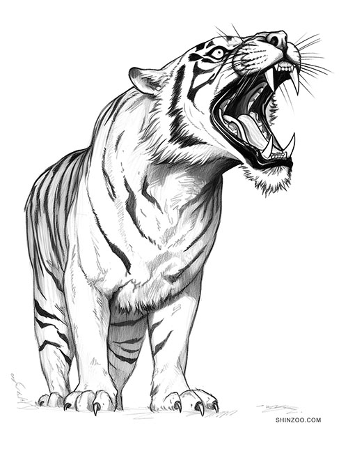 Growling Tiger Coloring Page 01