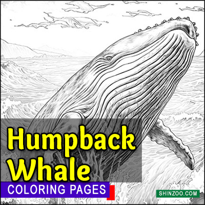 Humpback Whale Coloring Pages Printable