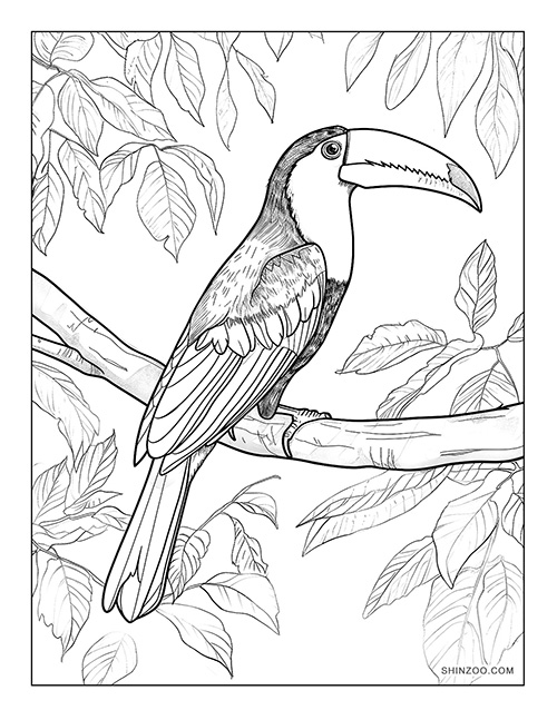 Toucan Bird Coloring Page 03