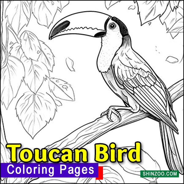 Toucan Bird Coloring Pages Printable