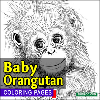 Baby Orangutan Coloring Pages Printable