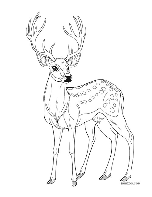 Deer Coloring Pages 03