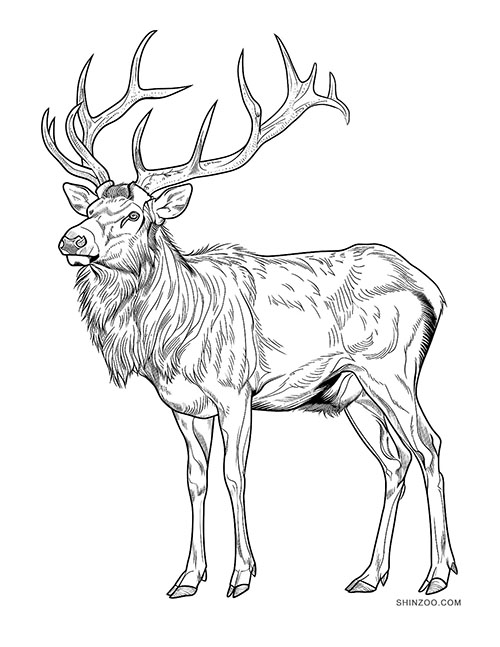 Gorgeous Elks Coloring Pages 02