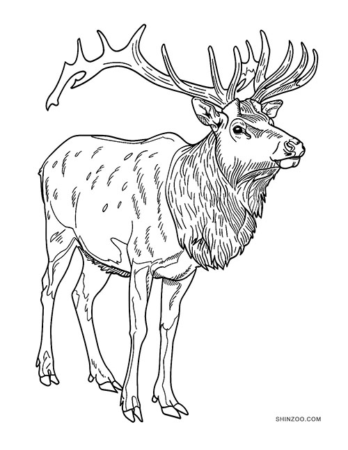 Gorgeous Elks Coloring Pages 03