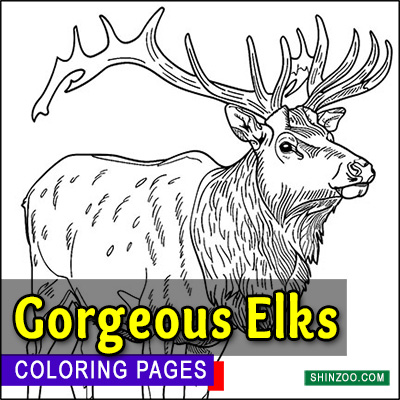 Gorgeous Elks Coloring Pages Printable