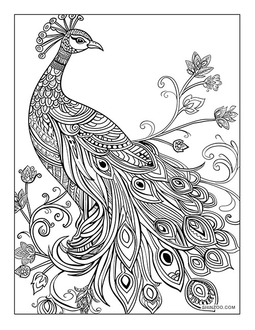 Peacock Coloring 2365