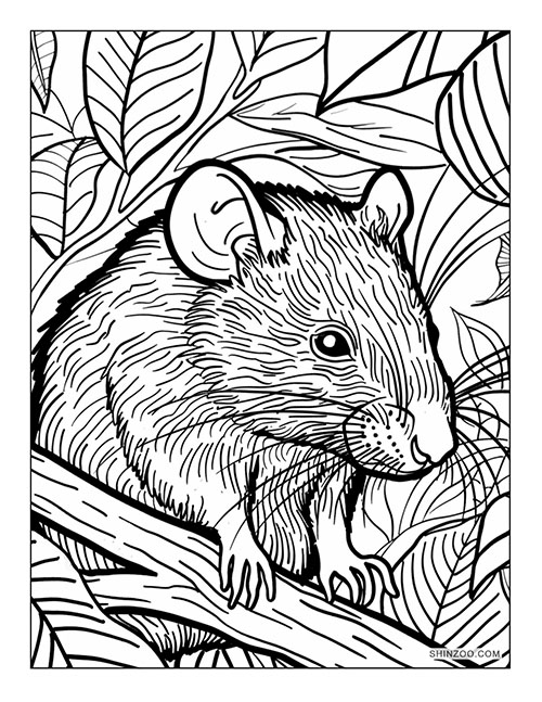 Rainforest Rat Coloring Page