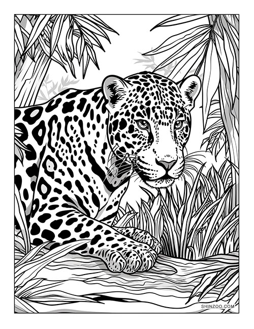 Jaguar Amazon Rainforest