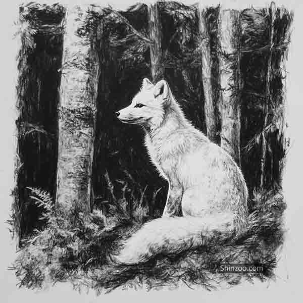Artic Fox drawing 04