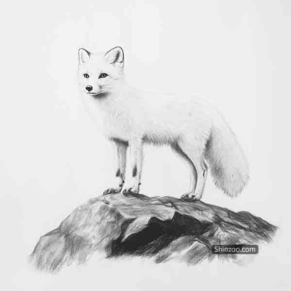 Artic Fox drawing 07