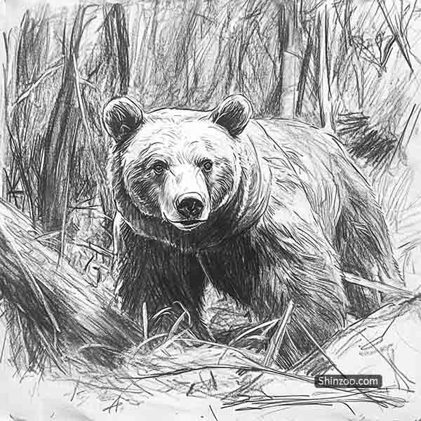 brown bear drawing 05