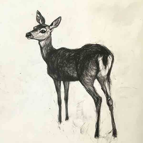Deer Drawing 04