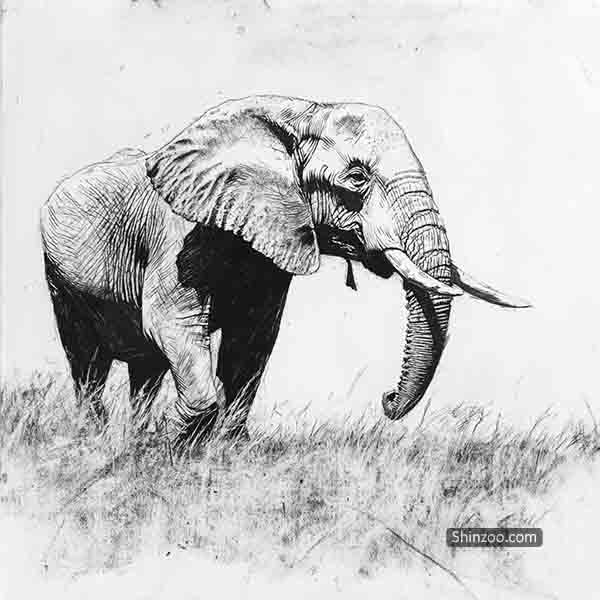 elephant drawing 02